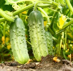 Выращивание огурцов с кукурузой