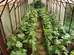 Сорта огурцов для выращивания дома