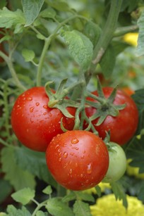 Цветение томатов