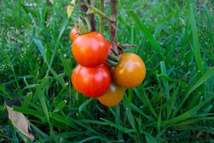 Условия выращивания помидоров