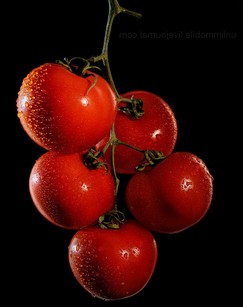 Отзывы о томатах гусева