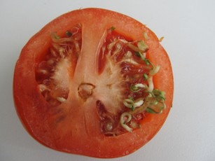 Как садить помидоры в грунт