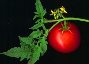 Почему плохо растут помидоры