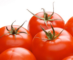 Технология выращивания томатов