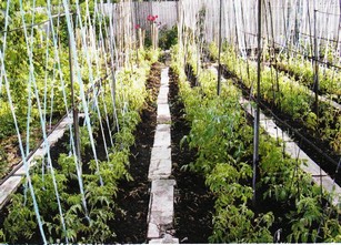 Выращивание помидоров на даче