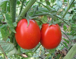 Как поливать помидоры мочевиной