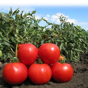 Чем подкормить помидоры и огурцы