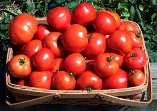 Как лучше выращивать помидоры