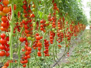 Семена томатов для теплиц