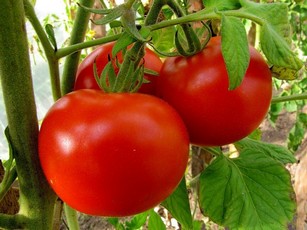 Огурцы помидоры калории