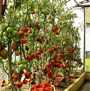 Чем подкормить томаты в теплице