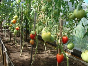 Сибирский сад томаты