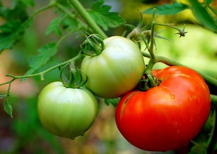 Выращивание помидор по маслову