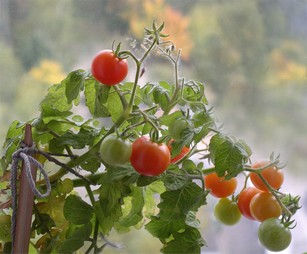 Фитофтороз томатов фото