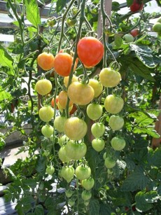 Удобрения для томатов и перцев