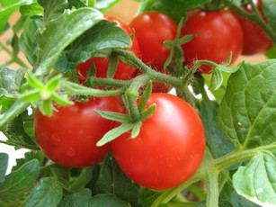 Сок томатный томатной пасты