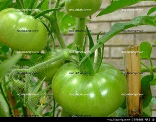 Чем подкормить рассаду томатов