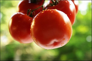 Консервирование огурцов и помидоров