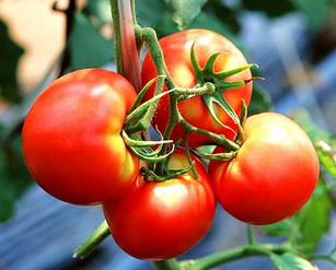Фаршированные помидоры черри