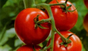 Как сделать томатный кетчуп