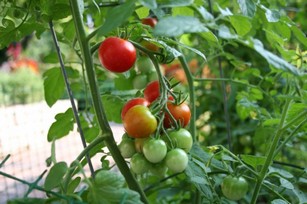 Выращивание ранних помидоров