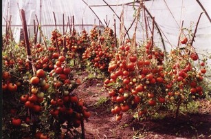 Макароны фарш томатная паста