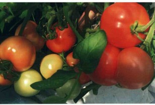 Как подвязать томаты в теплице