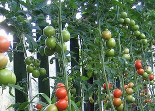 Маринованные фаршированные помидоры
