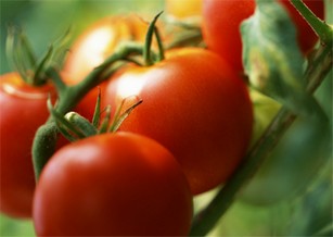 Выращивание томата в защищенном грунте