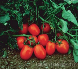 Как получить большой урожай томатов