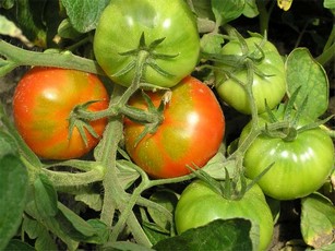 Фитофтора томатов