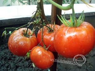 Выращивание индетерминантных томатов