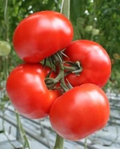 Выращивание томатов де барао