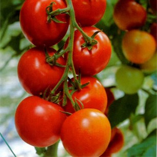 Зеленые помидоры консервированные рецепт