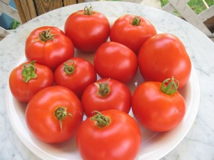 Как садить помидоры в грунт