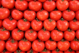 Раннеспелые сорта томатов