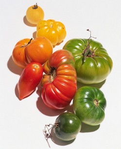 Защита томатов от фитофторы