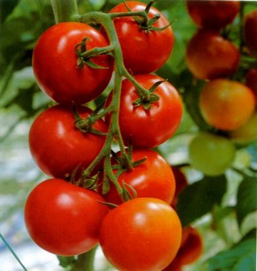 Почему чернеют помидоры