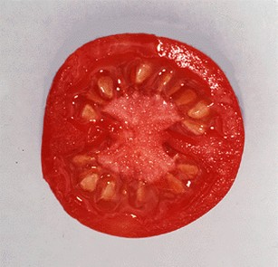 Огурец помидор тест