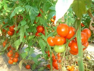 Сорта низкорослых томатов