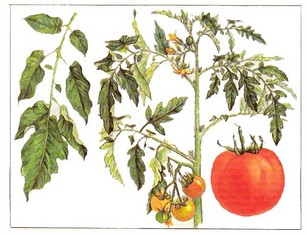 Как выращивать огурцы и помидоры