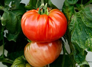 Новые сорта томатов 2012