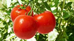 Как вырасти томат