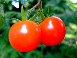 Сеять помидоры 2011 году