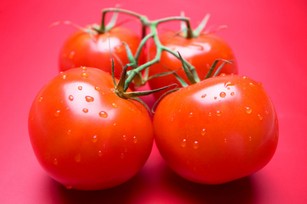 Фитофтороз томатов фото