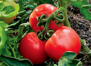 Выращиваем помидоры в открытом грунте