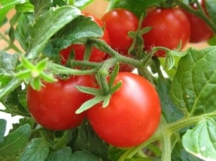 Жареные зеленые помидоры 1991