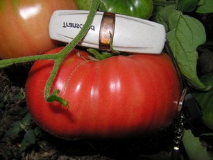 Малосольные огурцы и помидоры