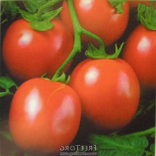 Урожай помидор в теплице
