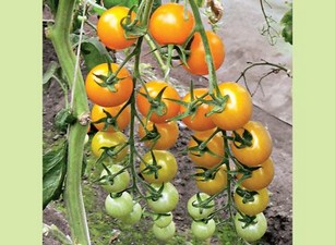 Пятнистость листьев томатов